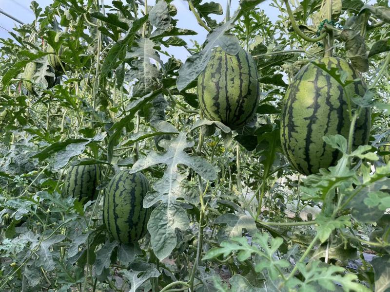 冰激凌西瓜2K西瓜彩虹西瓜小糖丸西瓜头茬大量上市专业代办
