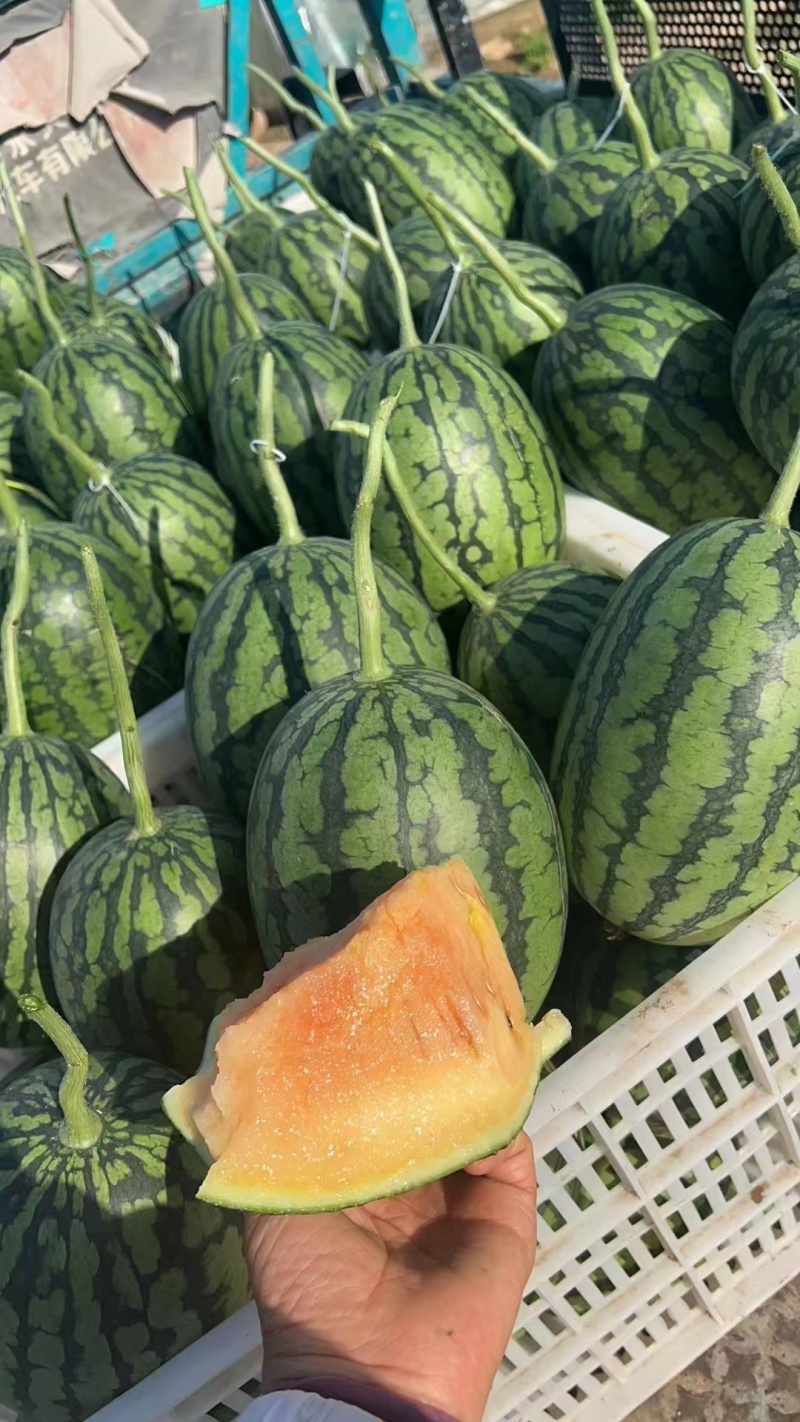 冰激凌西瓜2K西瓜彩虹西瓜小糖丸西瓜头茬大量上市专业代办