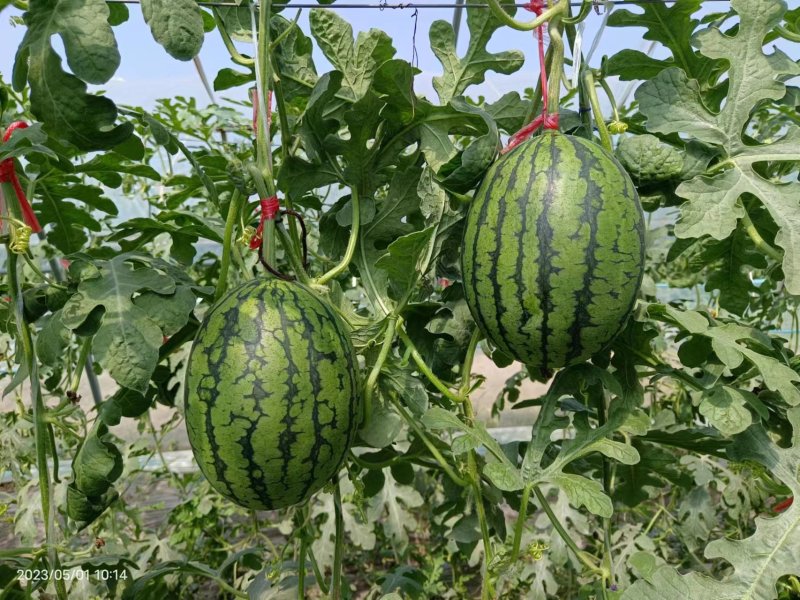 冰激凌西瓜2K西瓜彩虹西瓜小糖丸西瓜头茬大量上市专业代办