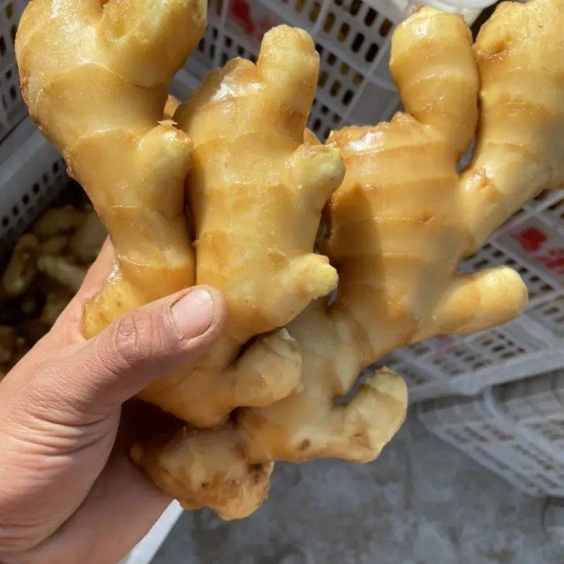 河北生姜玉黄大姜鲜姜大量上市可视频看货欢迎咨询