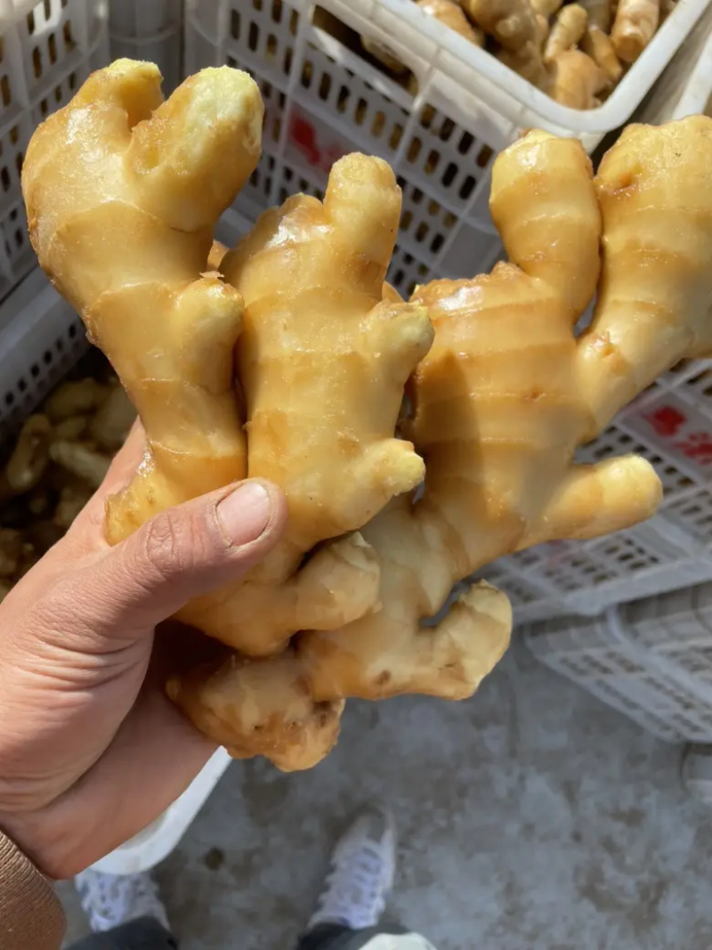 河北生姜玉黄大姜鲜姜大量上市可视频看货欢迎咨询