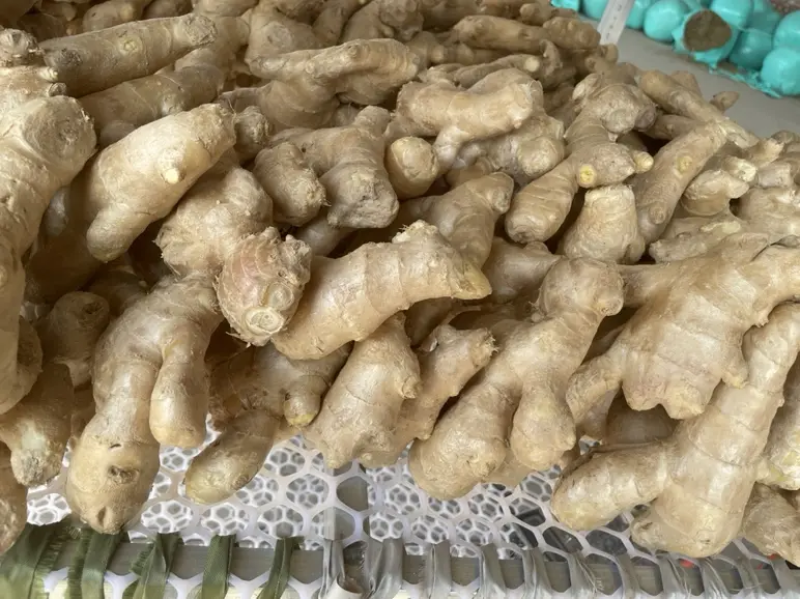 河北生姜玉黄大姜鲜姜大量上市可视频看货欢迎咨询