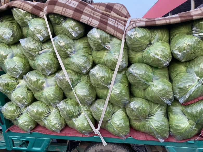 长阳包菜采收现场