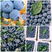 山东精品蓝莓，H5，优瑞卡，奥尼尔等都有，规格齐全