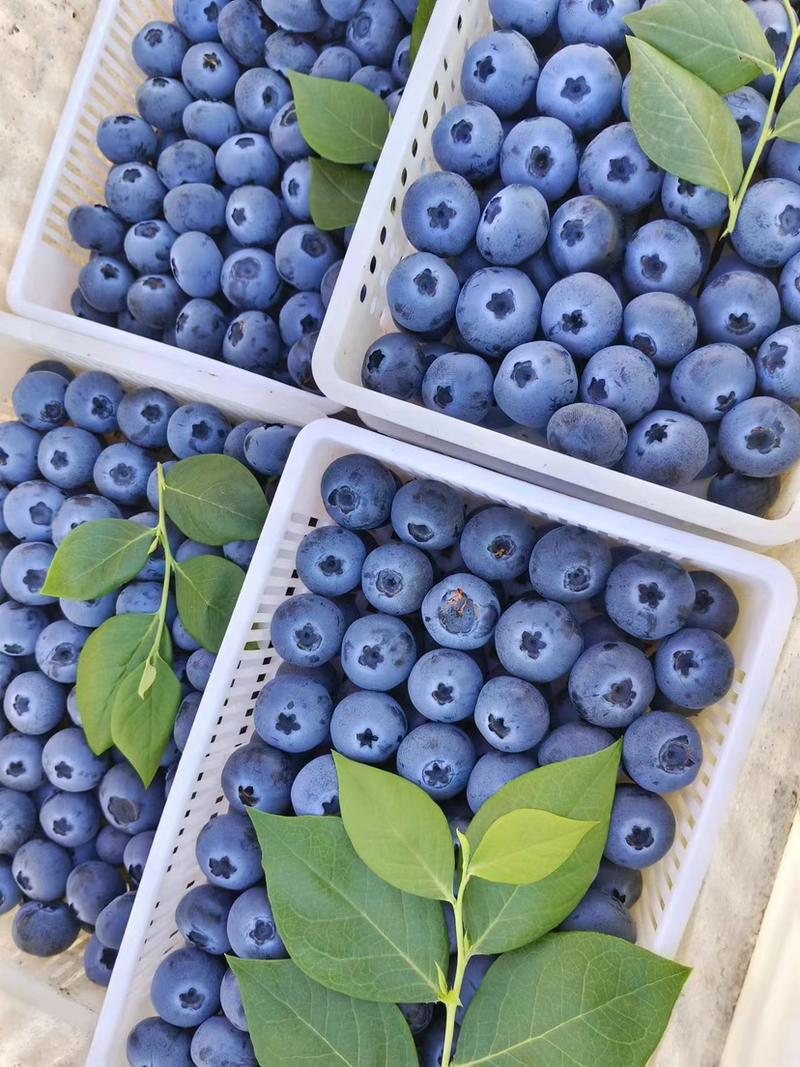 山东精品蓝莓，H5，优瑞卡，奥尼尔等都有，规格齐全