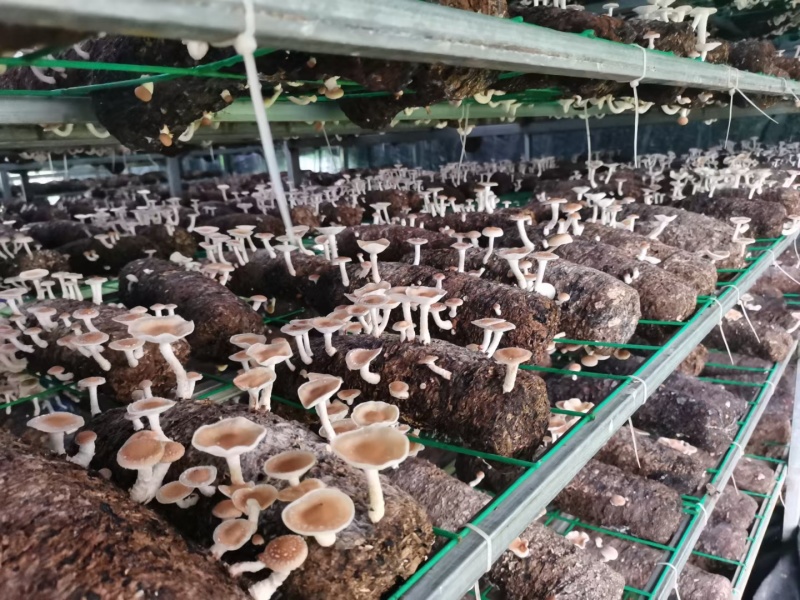云南普洱人工大棚种植的小香菌新鲜口感鲜甜菌香味足餐厅店用