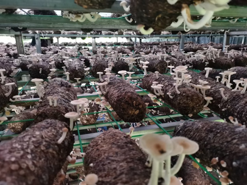 云南普洱人工大棚种植的小香菌新鲜口感鲜甜菌香味足餐厅店用