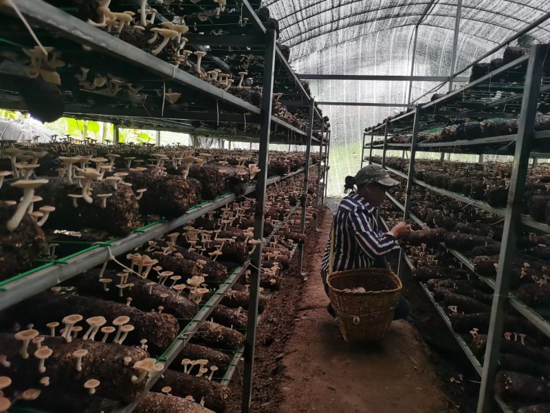 云南普洱人工大棚种植的小香菌新鲜口感鲜甜菌香味足餐厅店用