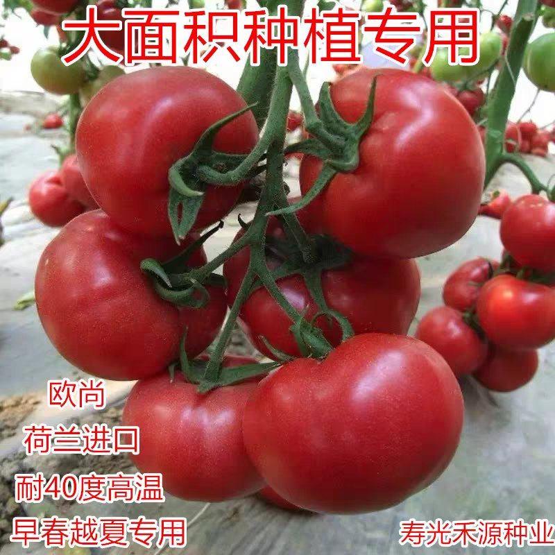 番茄种子荷兰进口欧尚耐热西红柿种子抗病毒耐高温不裂果高产