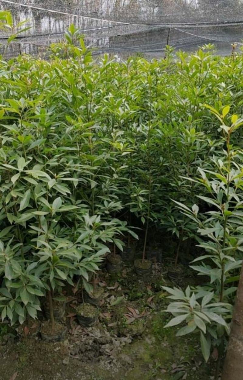 小叶桢楠金丝楠木批发5-25公分规格齐全