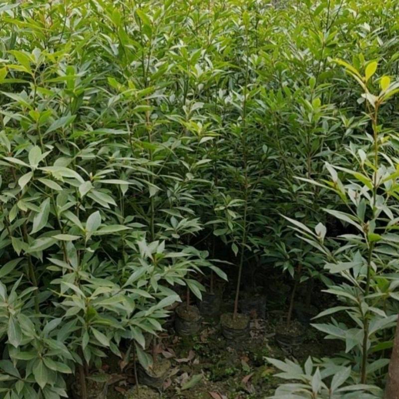 小叶桢楠金丝楠木批发5-25公分规格齐全