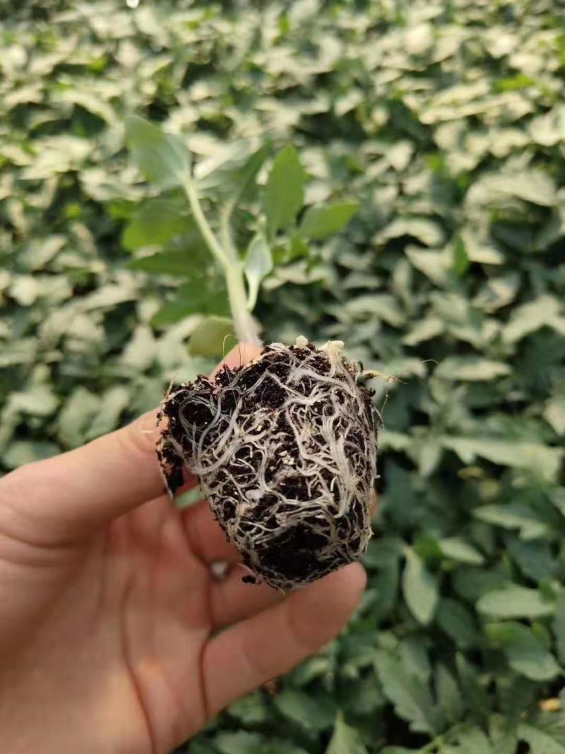 番茄种子荷兰进口欧尚耐热西红柿种子抗病毒耐高温不裂果高产