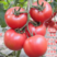 番茄种子荷兰进口欧尚耐热西红柿种子抗病毒耐高温不裂果高产