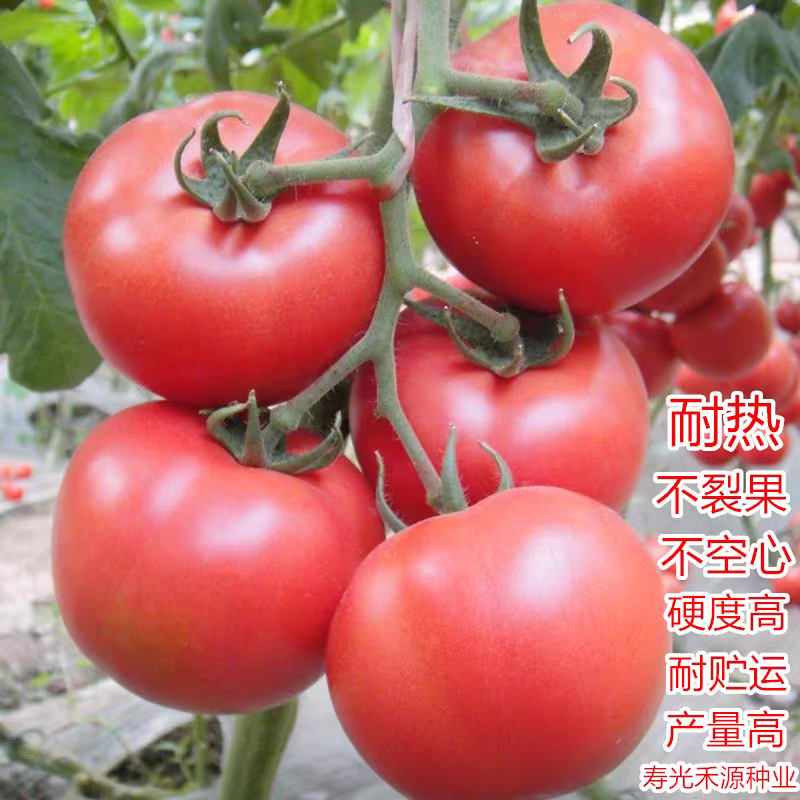 番茄种子荷兰进口欧尚耐热西红柿种子抗病毒耐高温不裂果高产