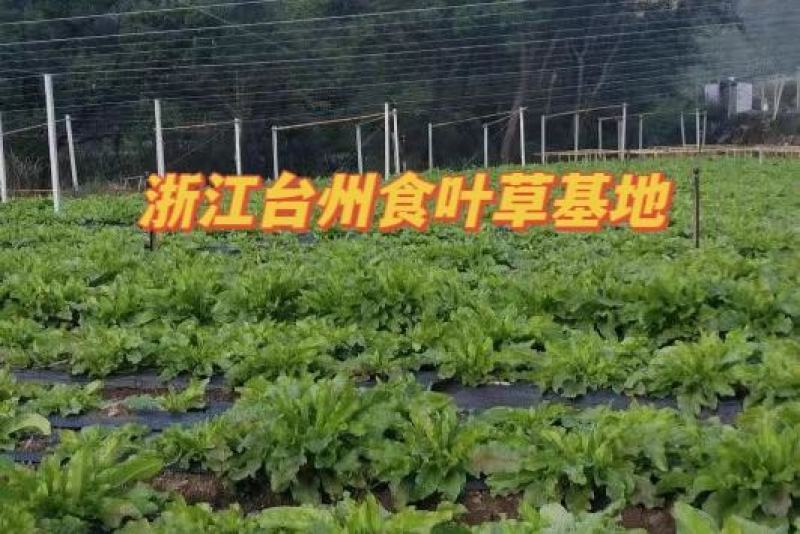 食叶草（蛋白菜）鲜叶、鲜品，代发货