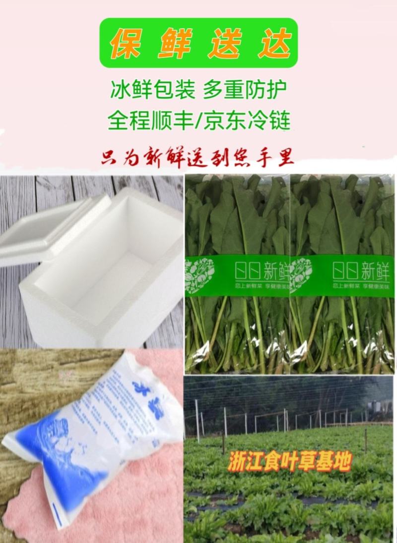 食叶草（蛋白菜）鲜叶、鲜品，代发货