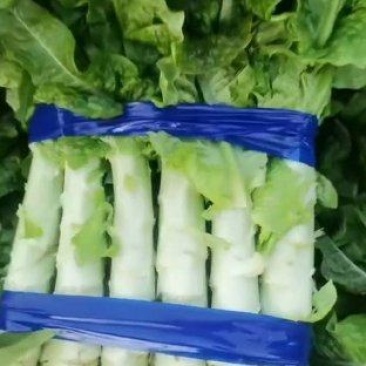 精品莴笋青皮莴苣河南产地直发品质保证量大从优全国发货