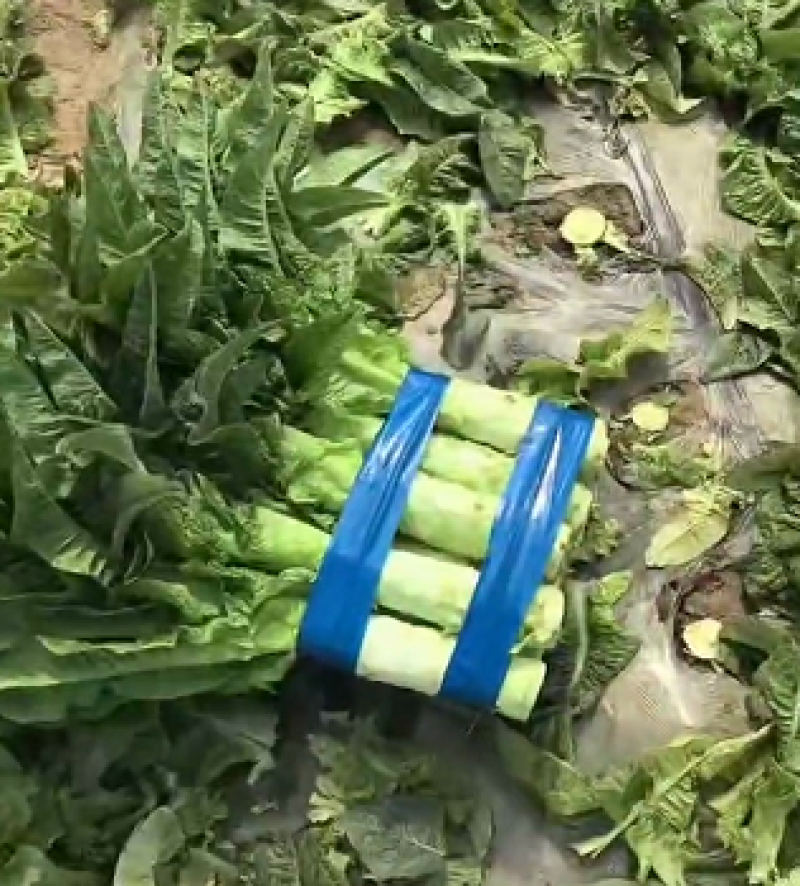 精品莴笋青皮莴苣河南产地直发品质保证量大从优全国发货