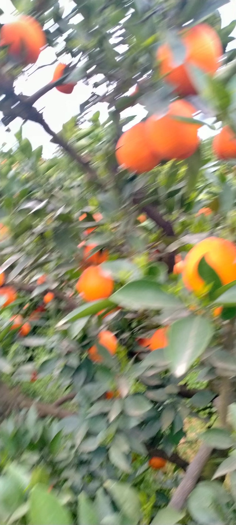金堂三溪脐橙，产地发货价格真实欢迎选购