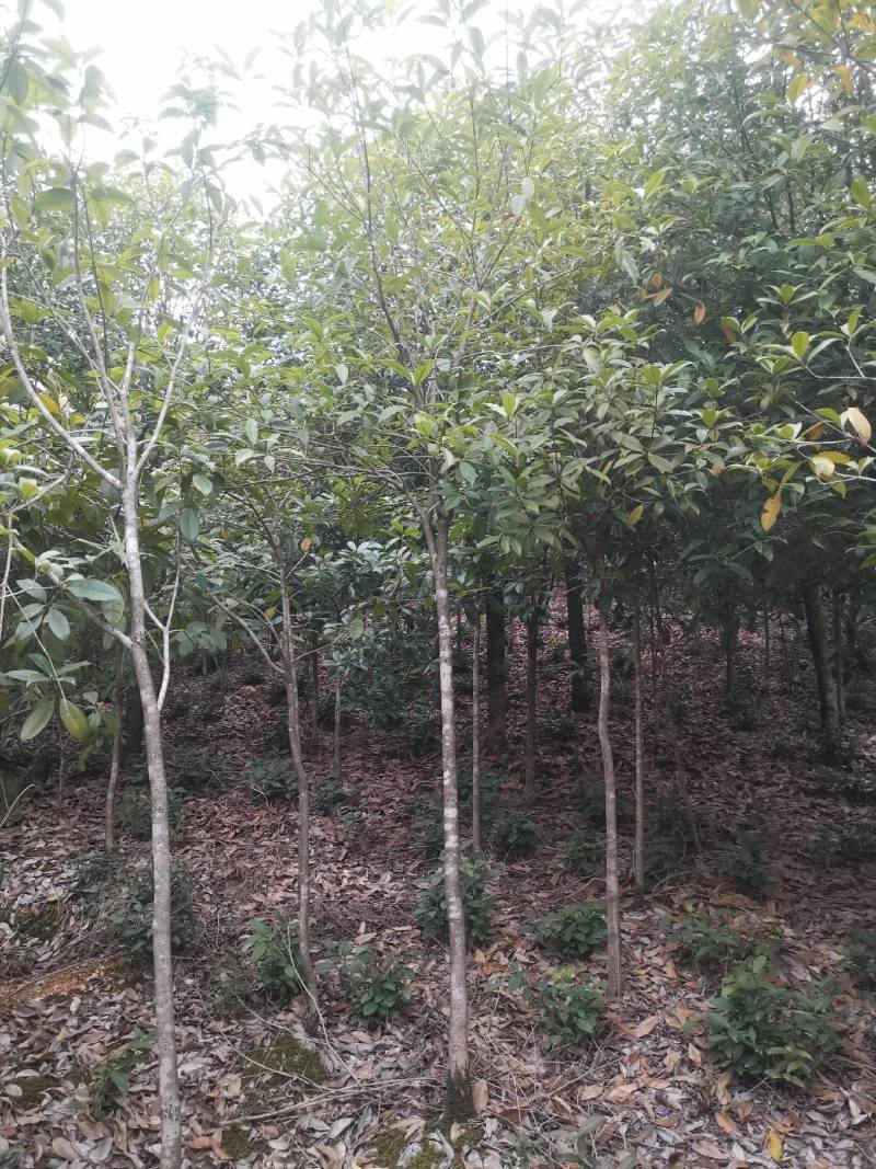 供应桂花树，金桂树丹桂树，量大从优，整车发货