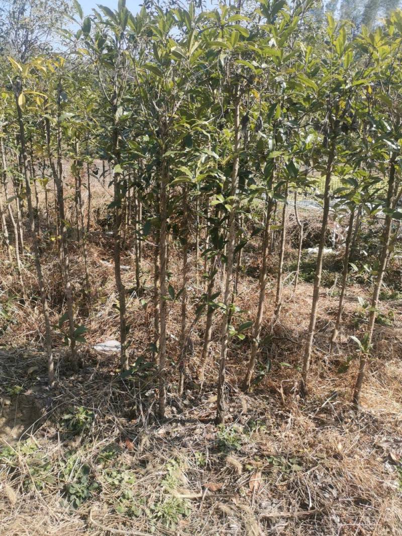 供应桂花树，金桂树丹桂树，量大从优，整车发货