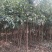 供应桂花树，金桂树丹桂树，量大从优，整车发货