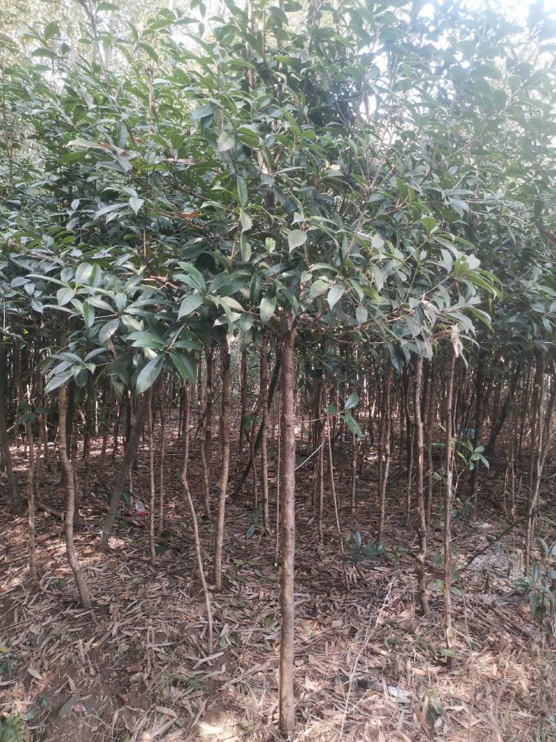 供应桂花树，金桂树丹桂树，量大从优，整车发货