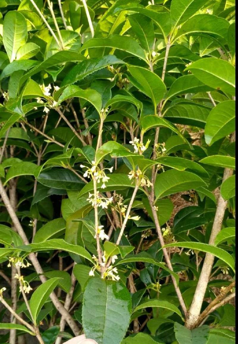 【热卖】桂花树四季桂球现挖现发苗圃直供可视频看货