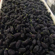 桑葚
