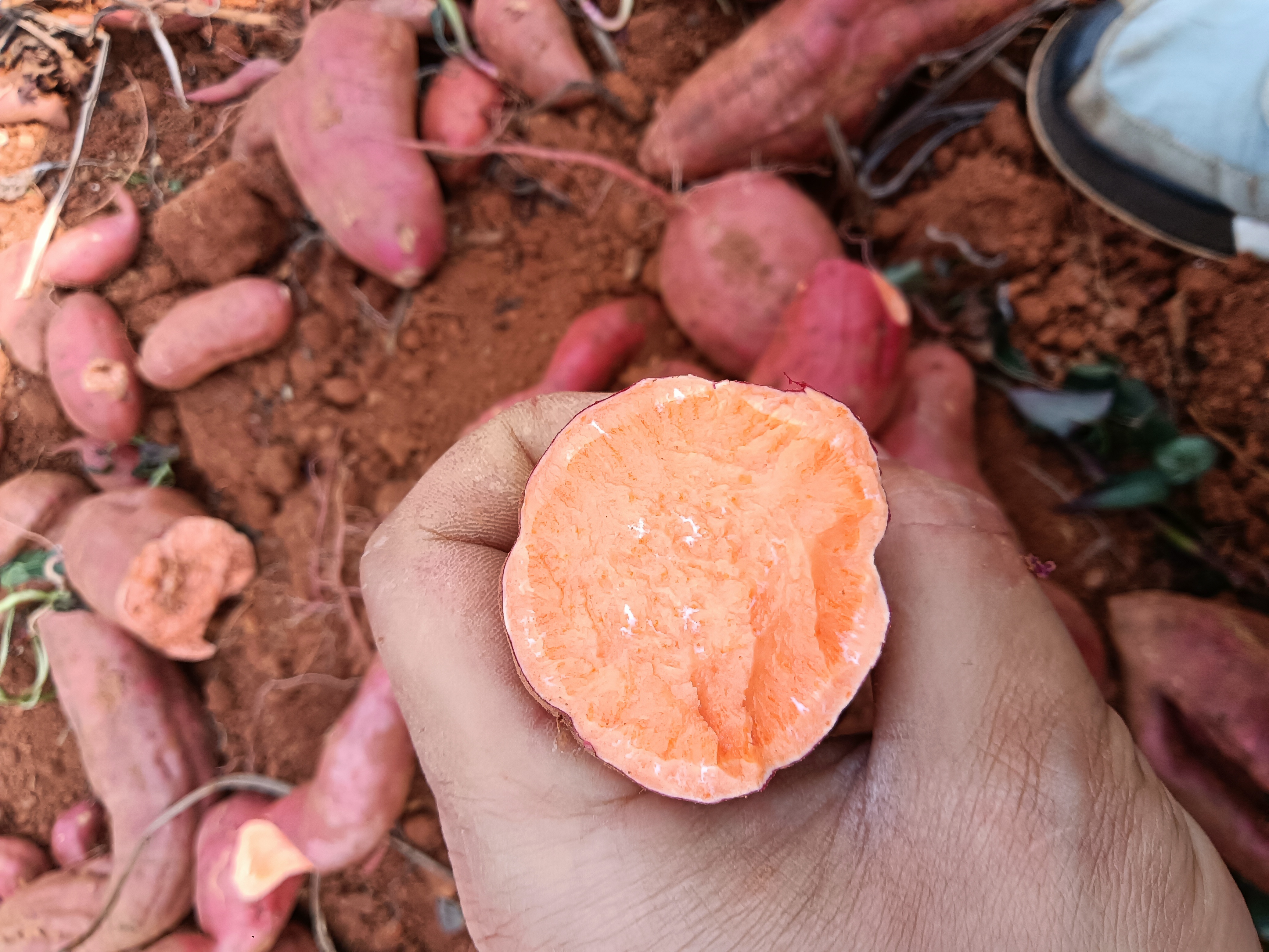 红薯的营养价值展示图