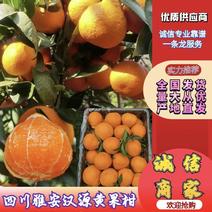 四川汉源黄果柑甜美多汁产地直供一手货源供全国商超