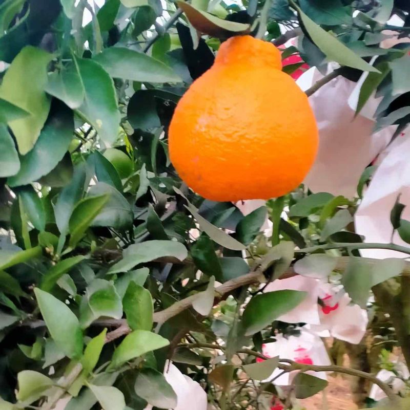 三溪丑橘，品质好，甜度高，价格便宜欢迎选购