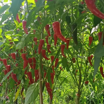 广西龙脊干辣椒产地直供可视频看货欢迎来电