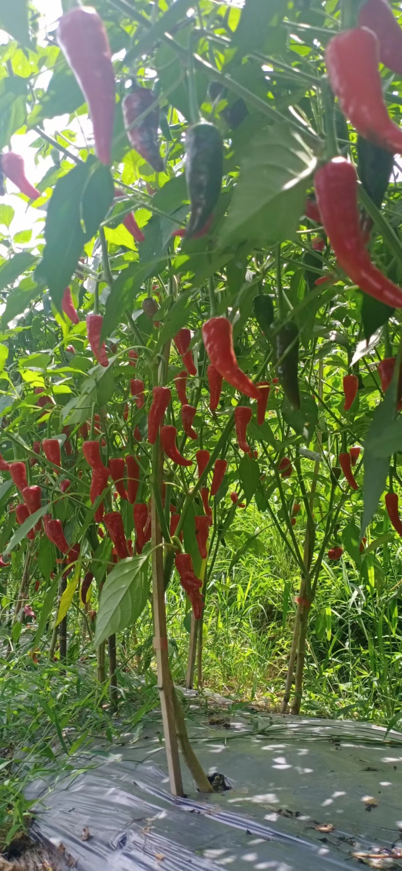 广西龙脊干辣椒产地直供可视频看货欢迎来电