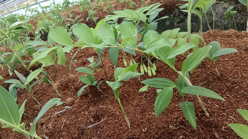 黄精苗3年露天块茎练化苗饼状生长产量高含量高