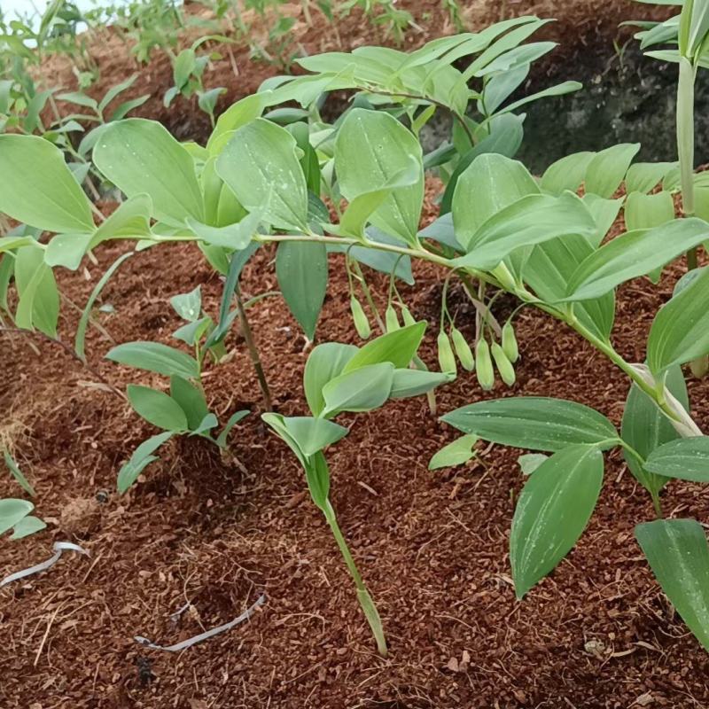 黄精苗3年露天块茎练化苗饼状生长产量高含量高