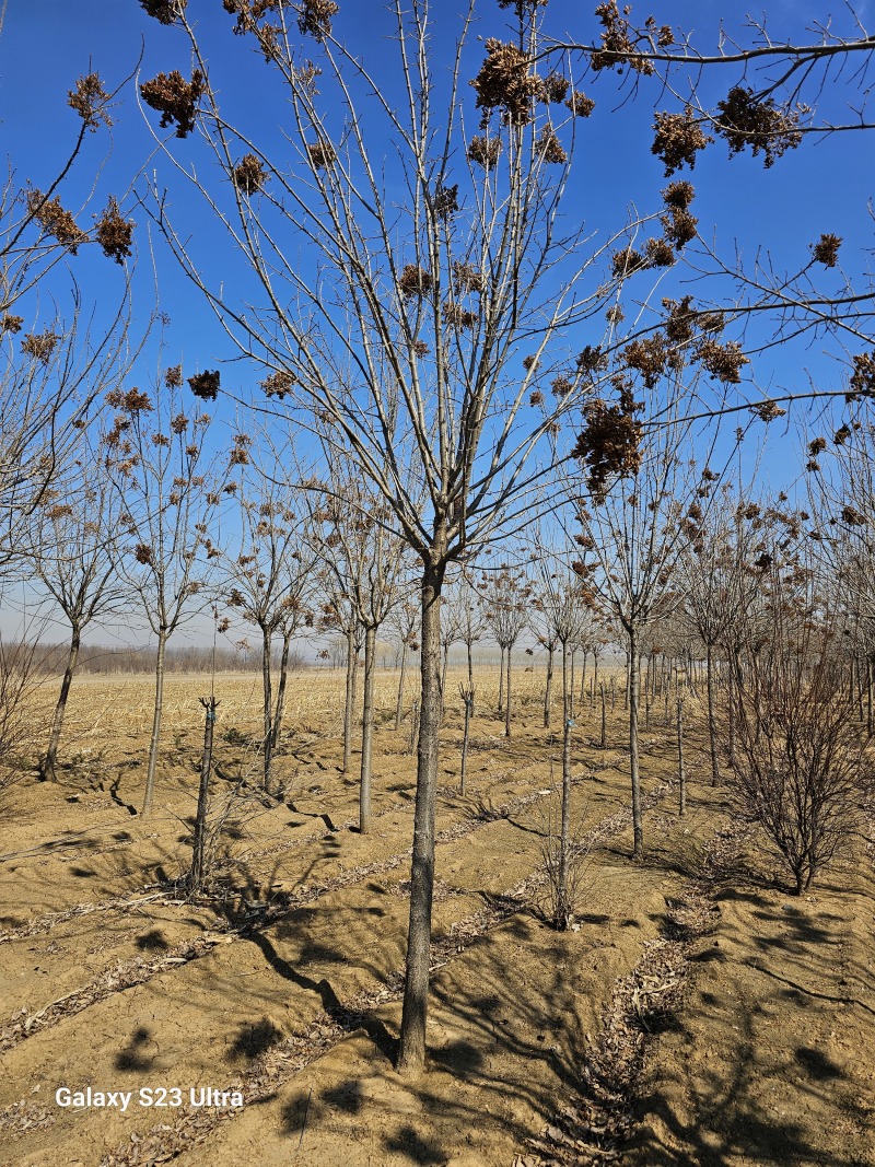 爆马丁香高分枝大间距定植树杆直冒圆欢迎选购