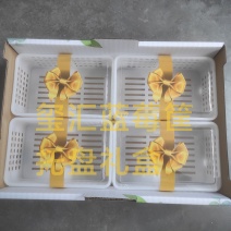 蓝莓筐
