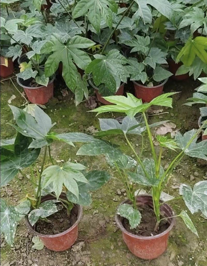 八角金盘，工程绿化苗木，常绿灌木，适应性强，易存活。