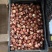 混色郁金香