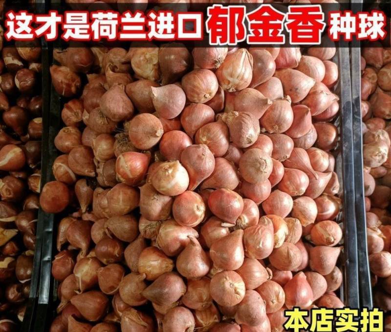 混色郁金香