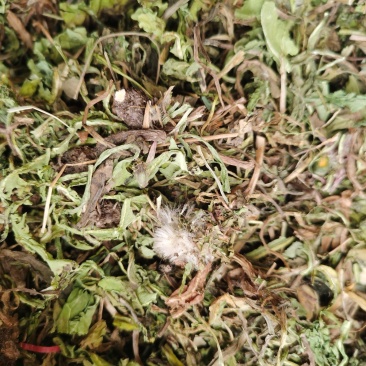 蒲公英中药材蒲公英野生货批发零售各种中药材