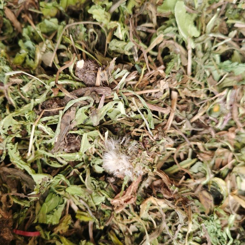 蒲公英中药材蒲公英野生货批发零售各种中药材