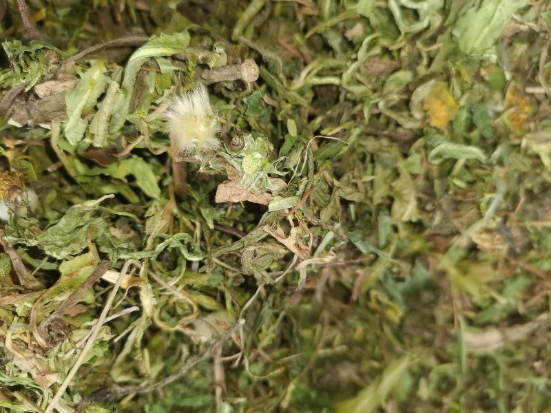 蒲公英中药材蒲公英野生货批发零售各种中药材