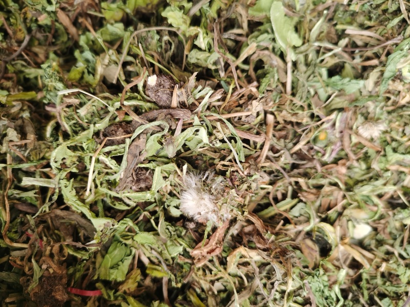 蒲公英中药材蒲公英野生货批发零售各种中药材