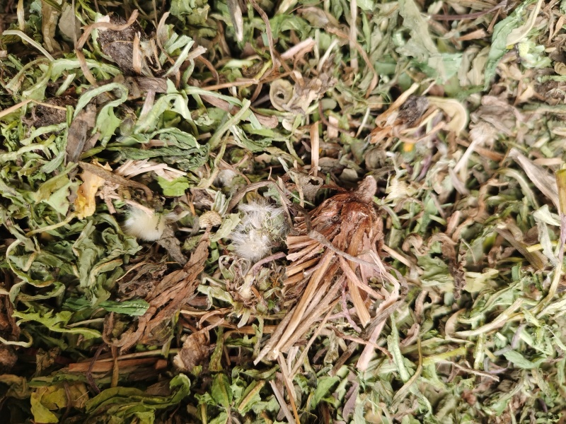 蒲公英中药材蒲公英野生货批发零售各种中药材