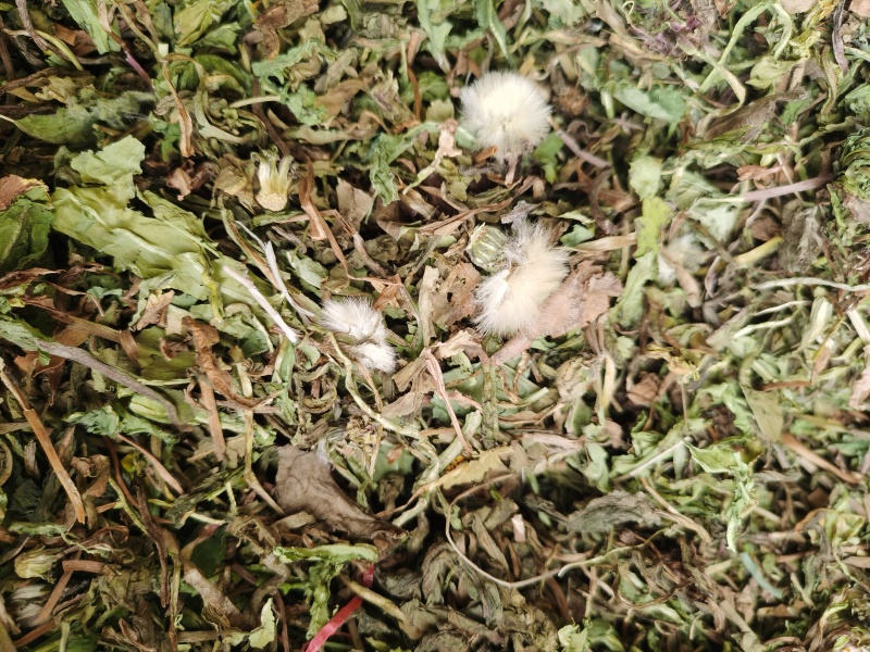 蒲公英中药材蒲公英野生货批发零售各种中药材