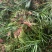 石菖蒲（大别山纯野生石菖蒲）