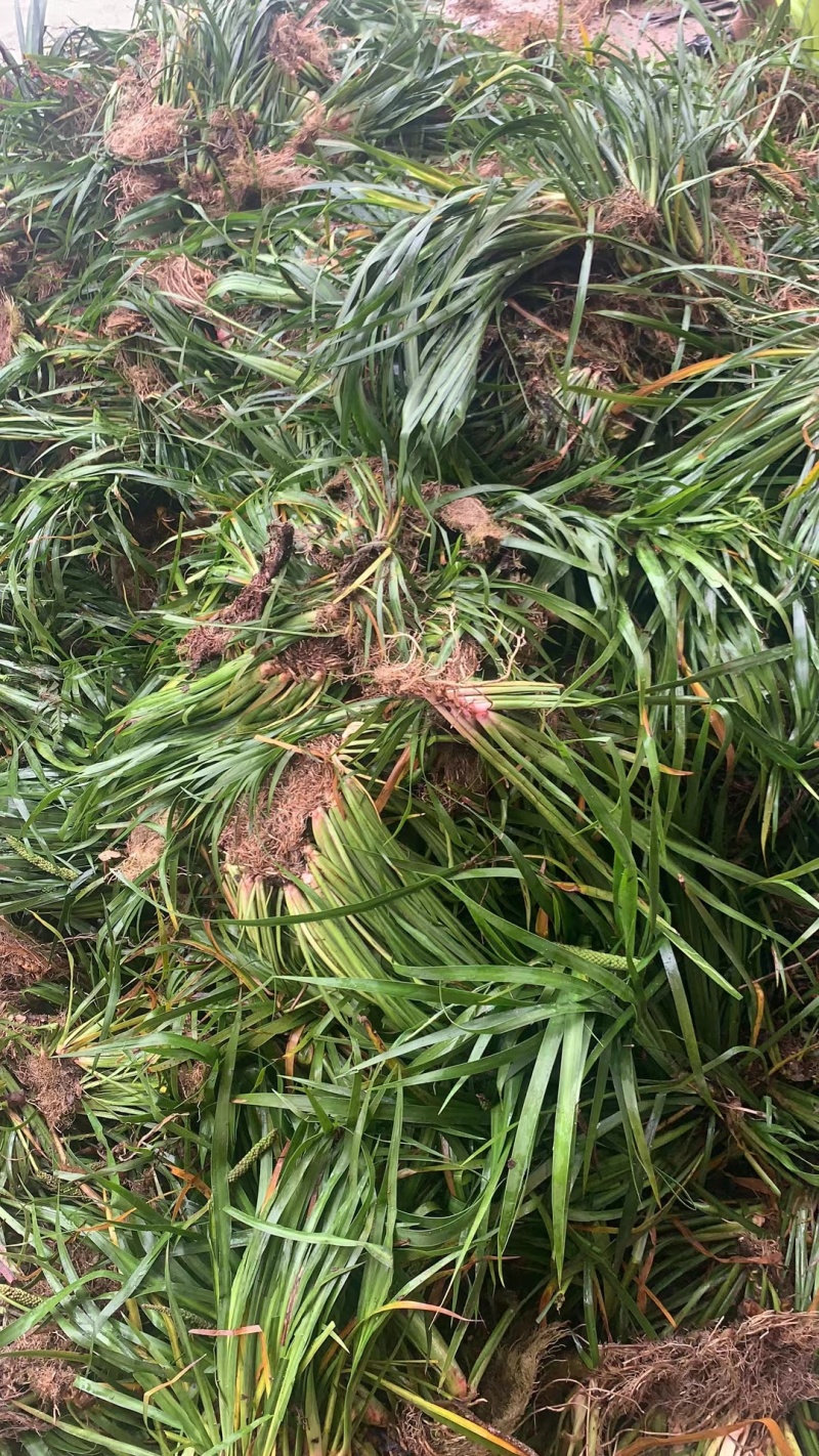 石菖蒲（大别山纯野生石菖蒲）
