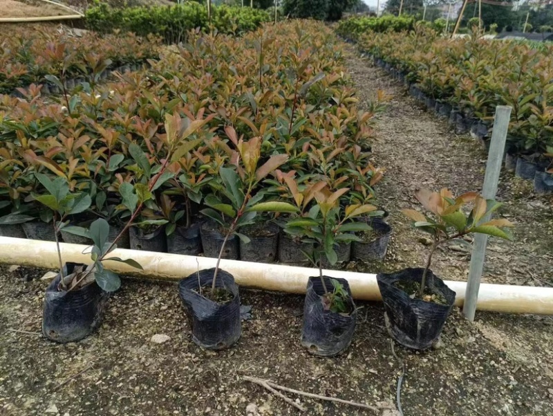 红叶石楠小袋中袋基地直销质量优质，欢迎老板来电咨询合作